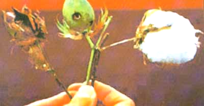 Cotton boll: (a) destroyed by bollworms; (b) a fully mature cotton boll