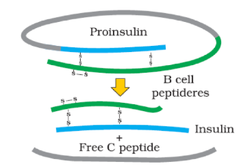 Development of Humiline