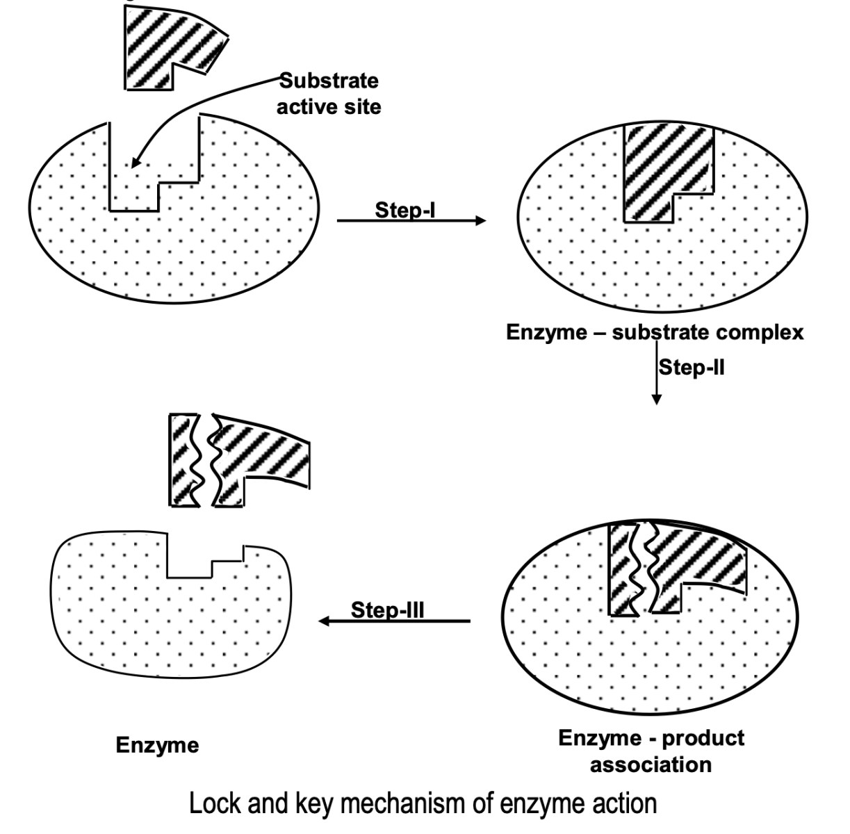 enzyme