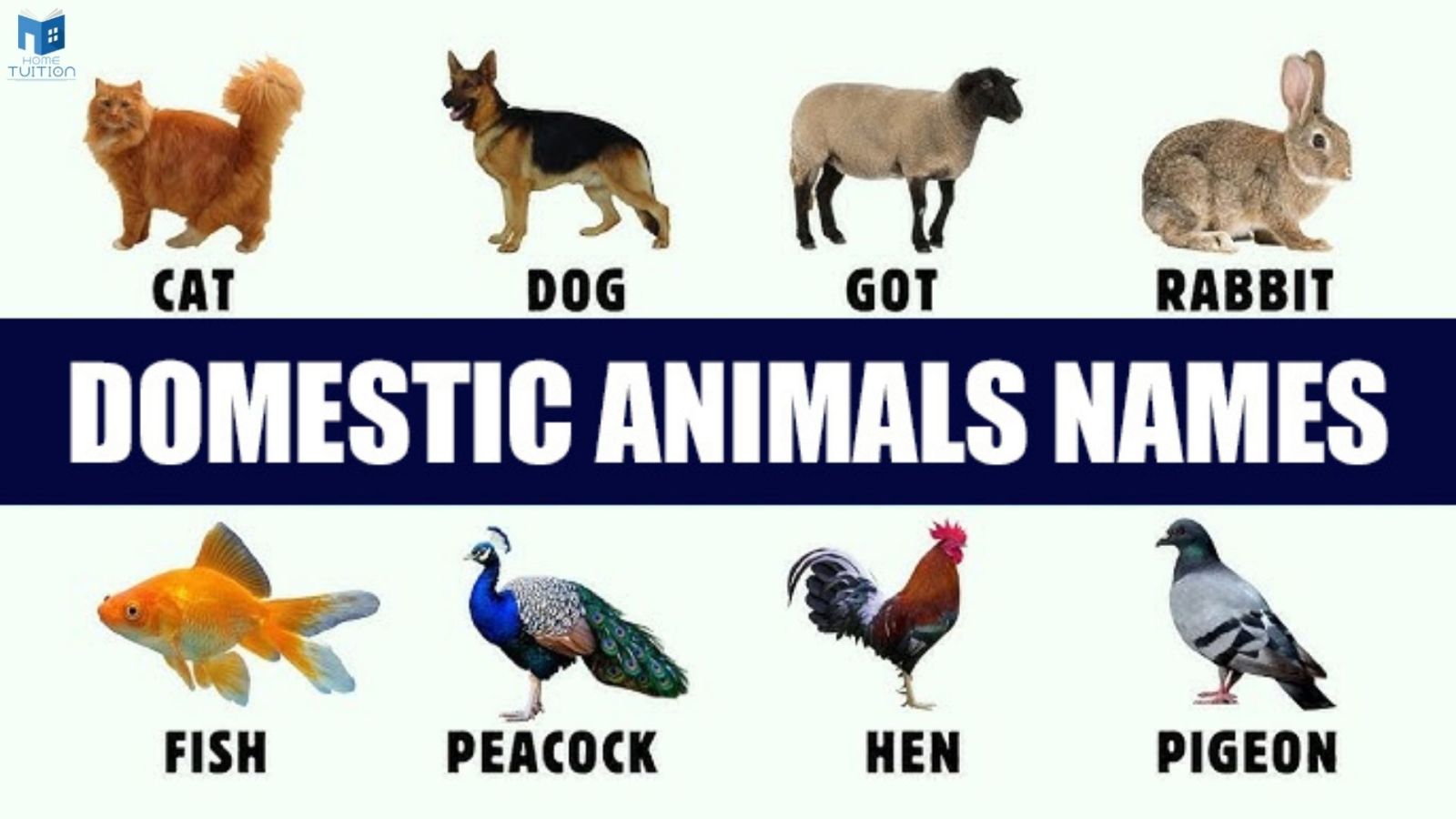 Domestic Animal Names