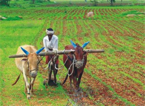 An Agricultural Farm in India
