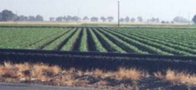 An Agricultural Farm in the USA