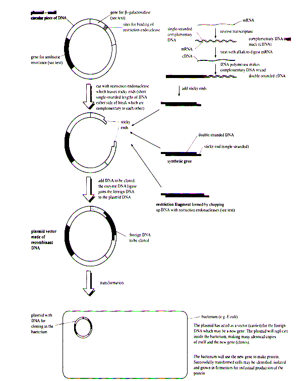 Cloning of DNA from any organism entails five general procedures