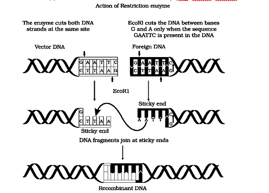 Restriction enzymes are named after the bacterium from which they are isolated.