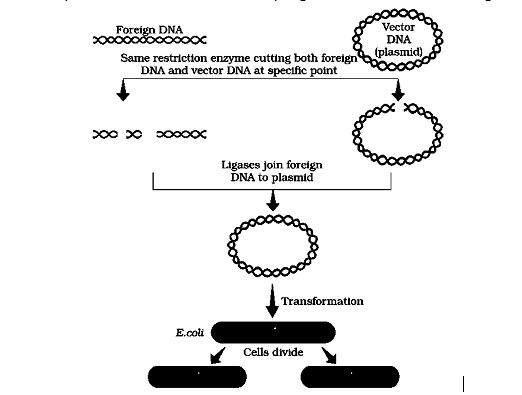 DNA ligase enzyme