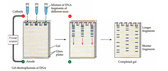 Separation and isolation of DNA fragments