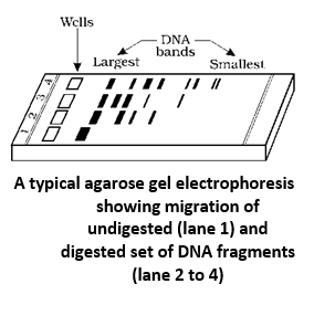 A typical agarose gel electrophoresis showing migration of undigested (lane 1) and digested set of DNA fragments