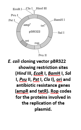 E. coli cloning vector pBR322 showing restriction sites (Hind III, EcoR I, BamH I, Sal I, Pvu II, Pst I, Cla I), ori and antibiotic resistance genes (ampR and tetR). Rop codes for the proteins involved in the replication of the plasmid.