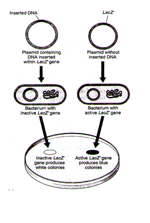 Insertion Inactivation Method