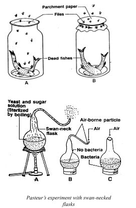 Pasteur's experiment with swan necked flask