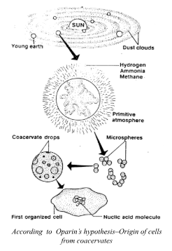 According to Oparin's hypothesis origin of cells from coacervates