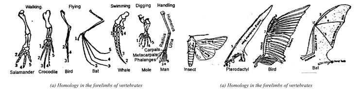 class 12 Zoology Evolution