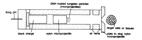 Shot-gun/gene gun method of DNA introduction