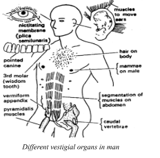 Diffrent Vestigial organs in man