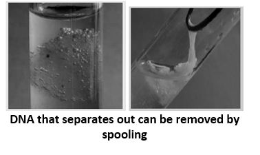DNA that separates out can be removed by spooling