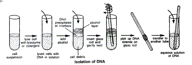 Isolation of the Genetic Material (DNA)