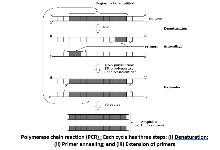 Polymerase chain reaction (PCR)