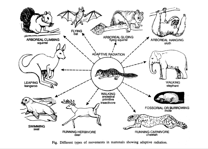 diffrence types of movments