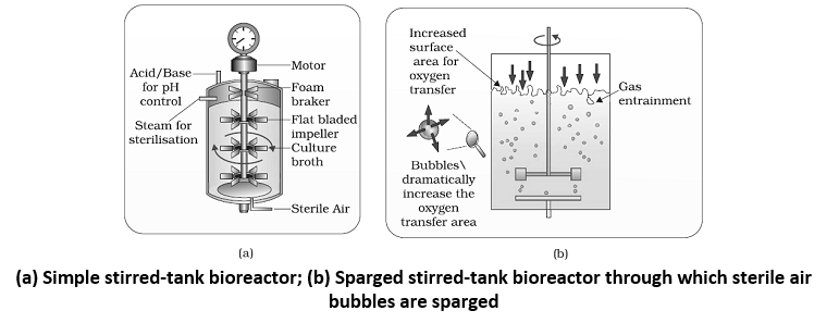 (a) Simple stirred-tank bioreactor; (b) Sparged stirred-tank bioreactor through which sterile air bubbles are sparged