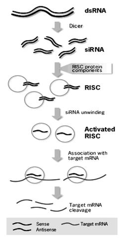 Process of RNA interference -