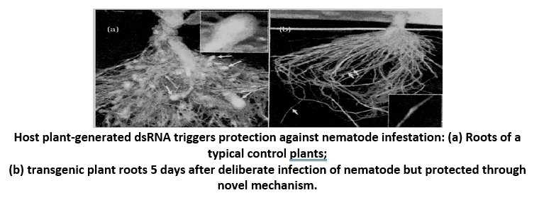 Host plant-generated dsRNA triggers protection against nematode infestation: (a) Roots of a typical control plants;  (b) transgenic plant roots 5 days after deliberate infection of nematode but protected through novel mechanism.