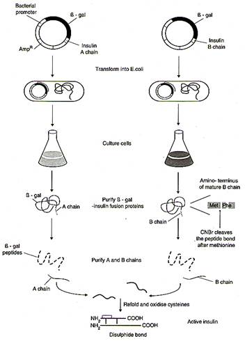 The expression of genes for human insulin A and B polypeptide chains in E. coli. The two genes are expressed in separate bacterial systems.