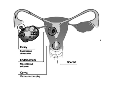 Birth control hormonal pills prevent pregnancy by four ways 