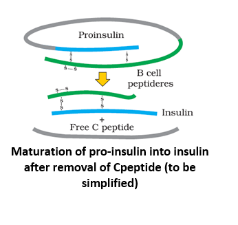Maturation of pro-insulin into insulin after removal of Cpeptide (to be simplified)
