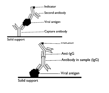 ELISA (Principle and General procedure)