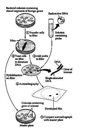 Probe Method