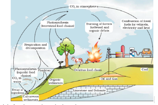Nutrient Cycling