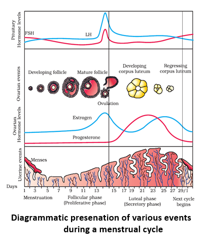 Diagrammatic presenation of various events during a menstrual cycle