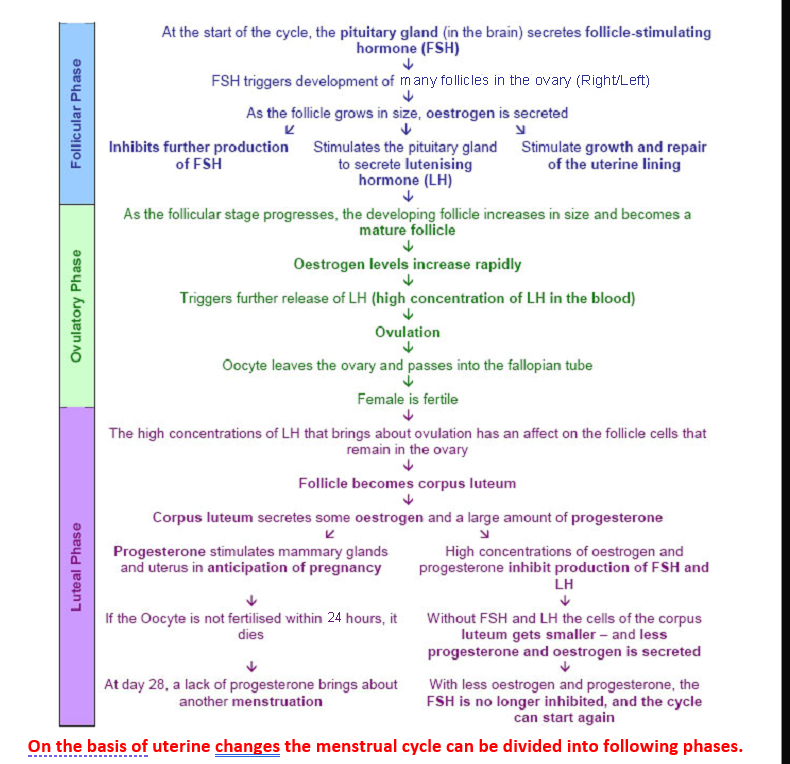 On the basis of uterine changes the menstrual cycle can be divided into following phases. 