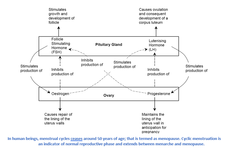 In human beings, menstrual cycles ceases around 50 years of age; that is termed as menopause