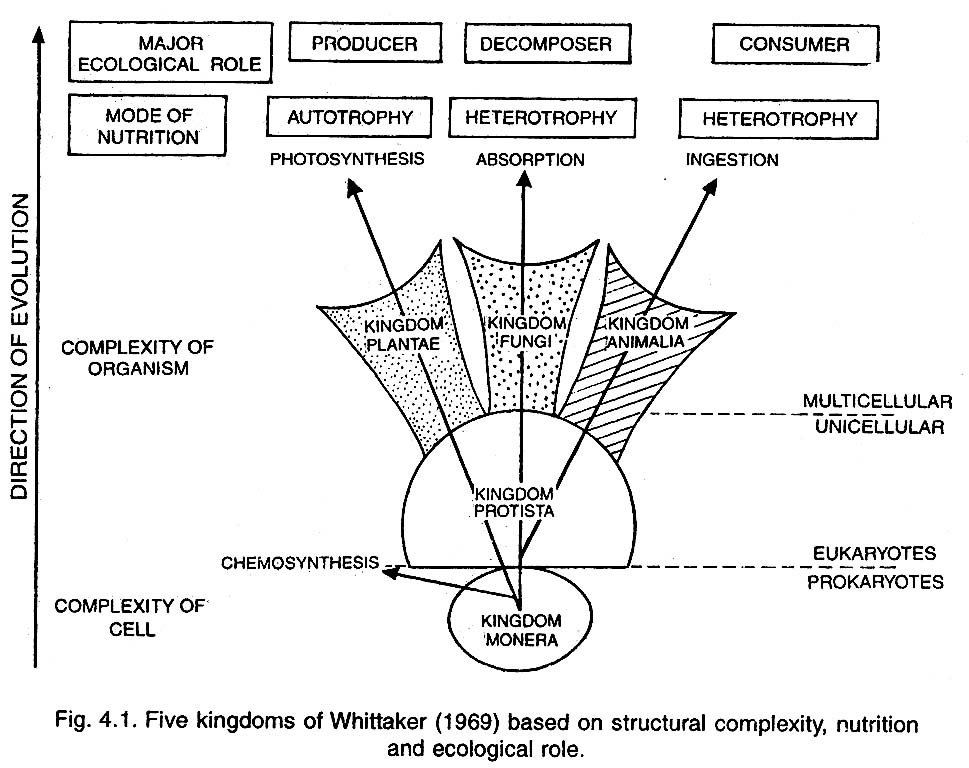 Characteristics of the Five Kingdoms