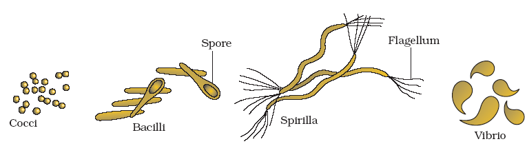 Shape of bacteria