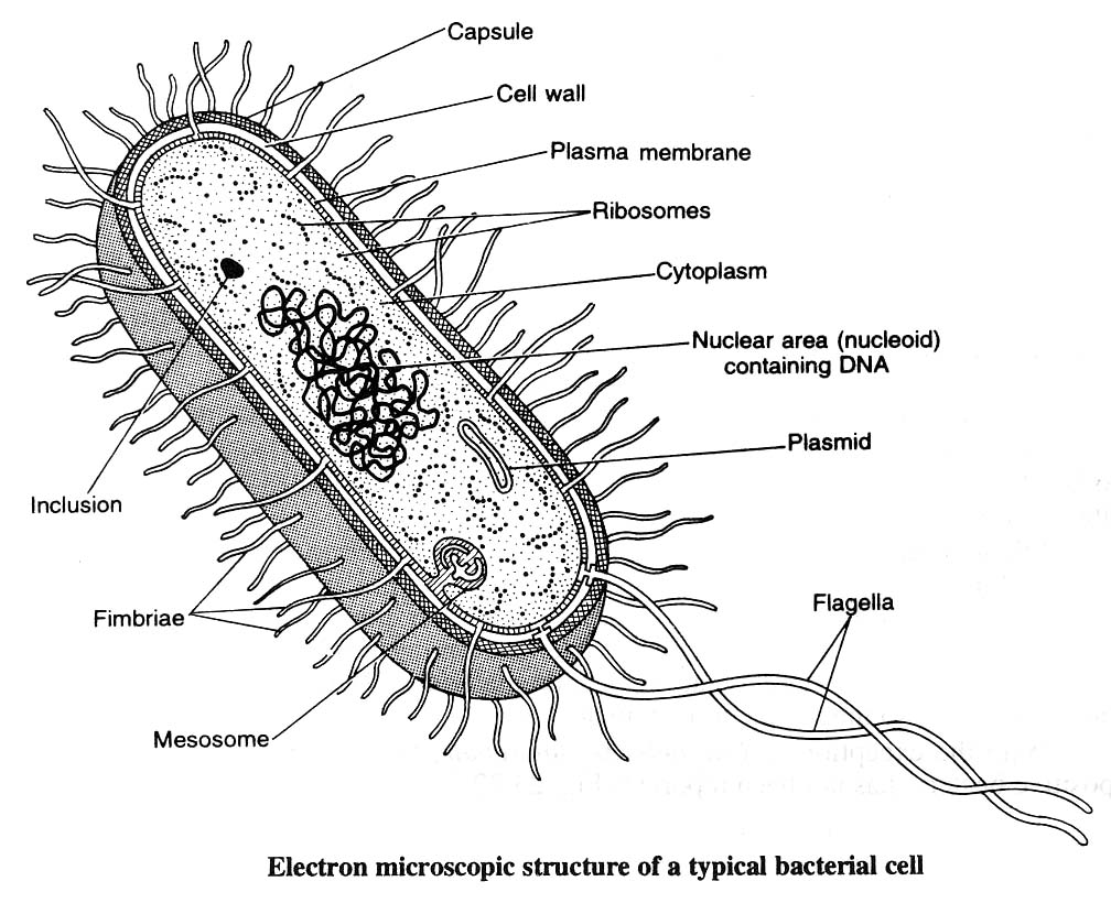 electron microscopic structure