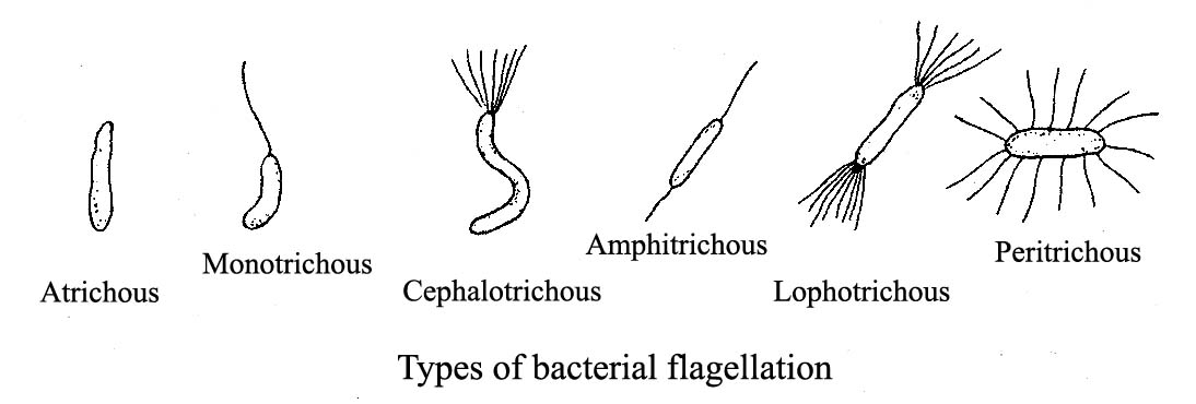 Types of bacterial flagellation