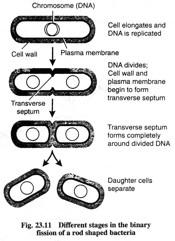 binary fission