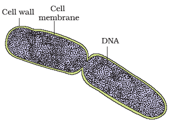 Binary fission involves following step