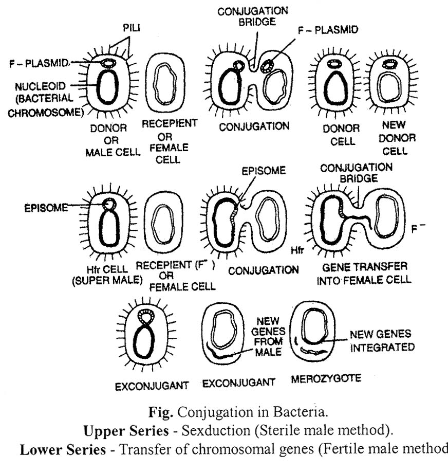 Conjugation in Bacteria
