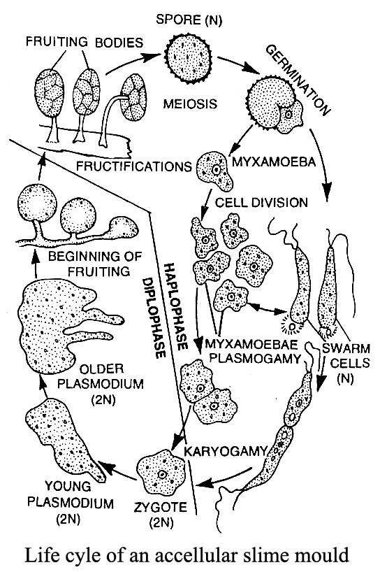 Acellular Slime Moulds