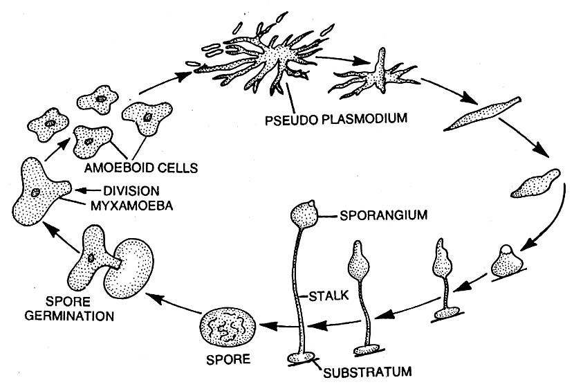 Cellular Slime Moulds