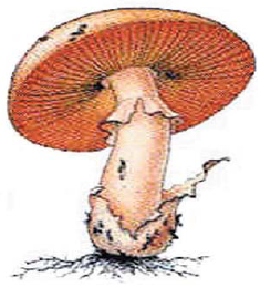 fungi