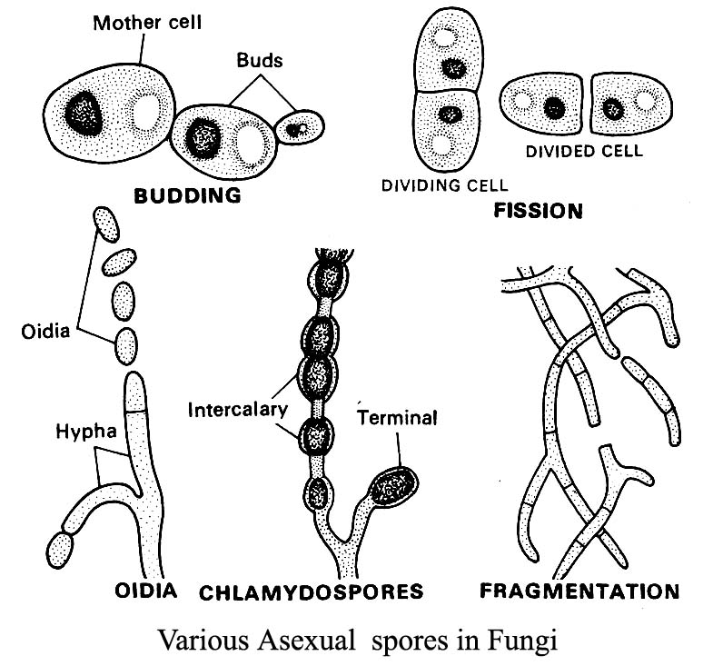 Aplanospores