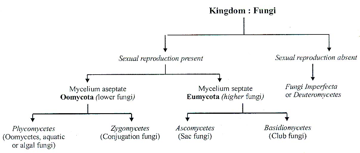Classification of Fungi