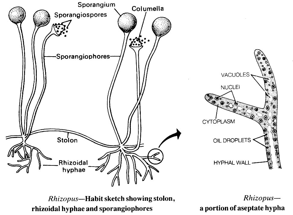 rhizopus