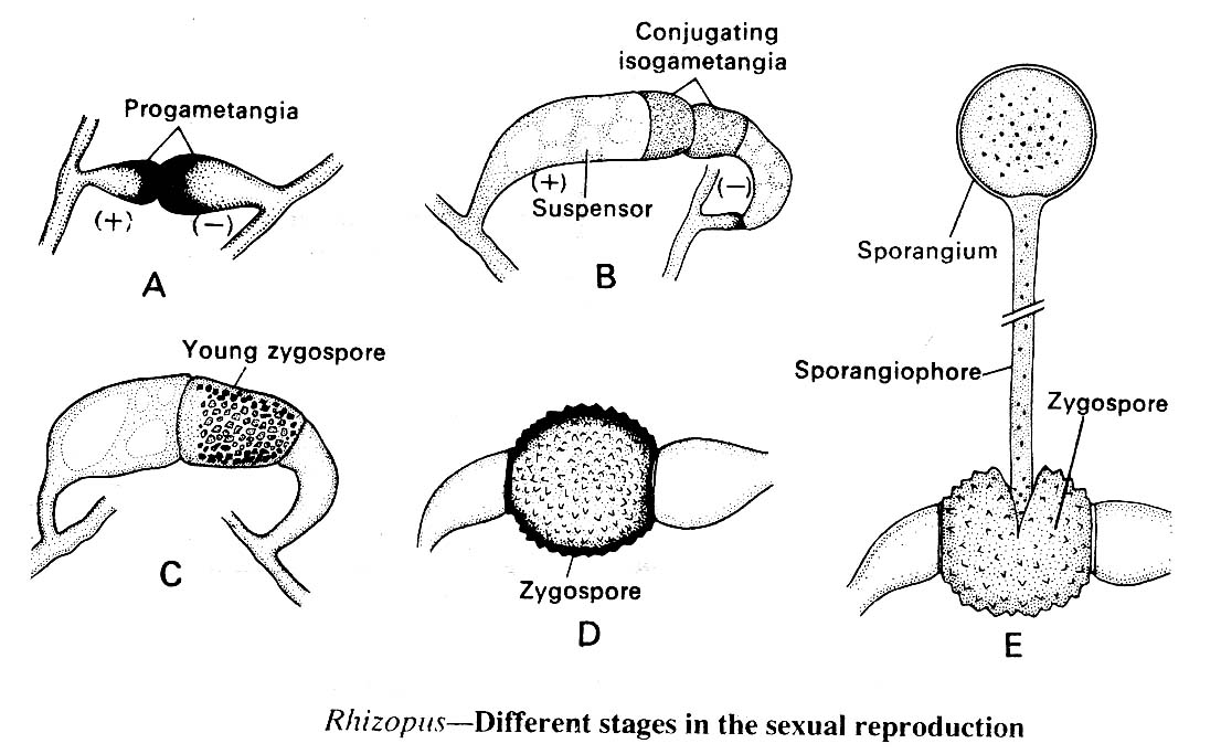 rhizopus different stages