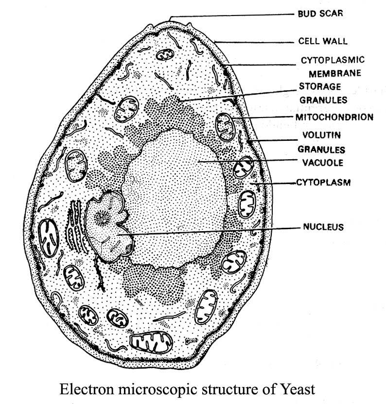 electron microscopic structure of yeast