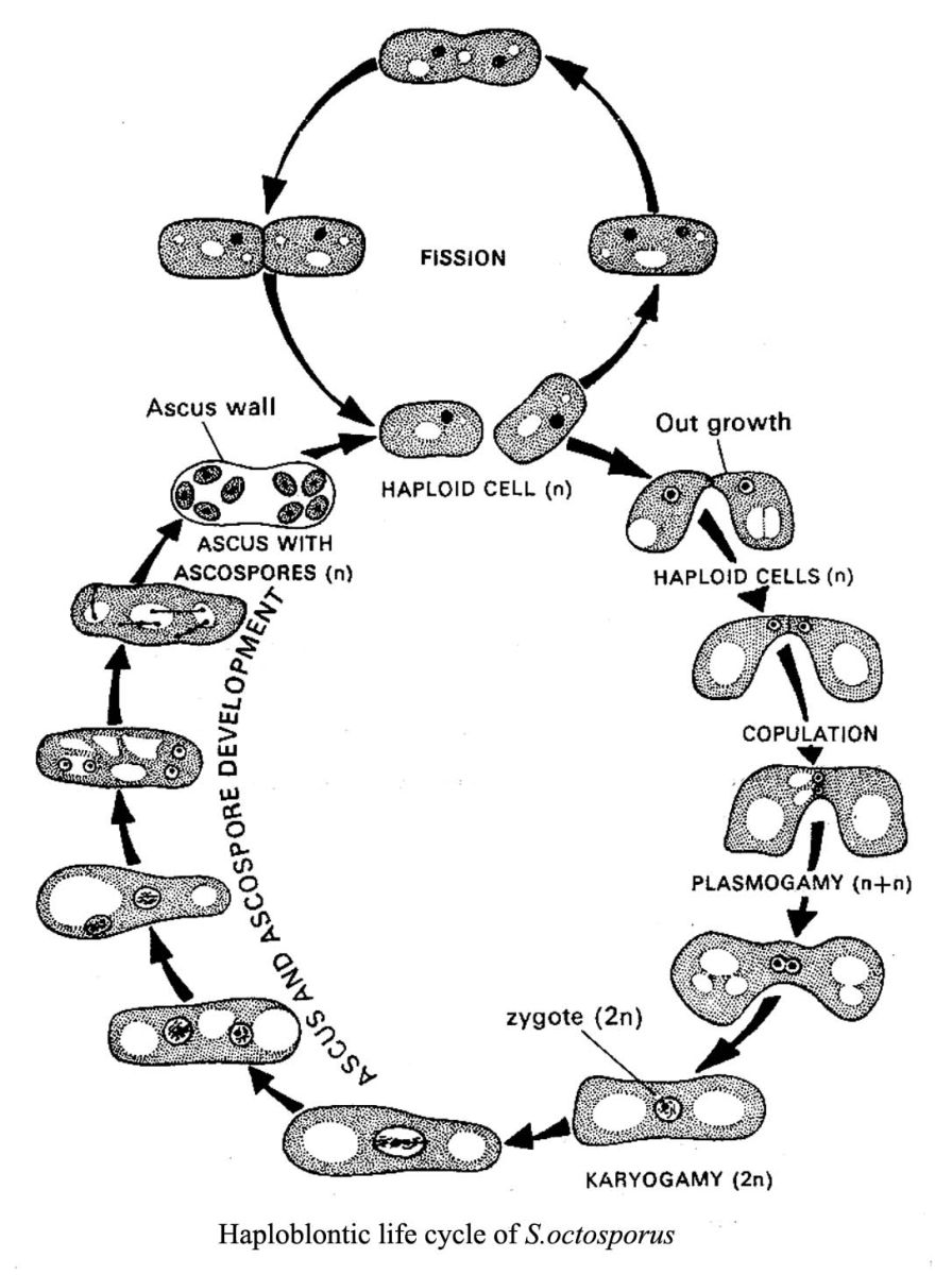 haploblontic